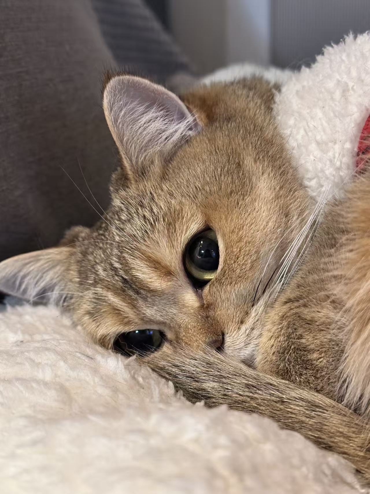 国家一级怄气选手