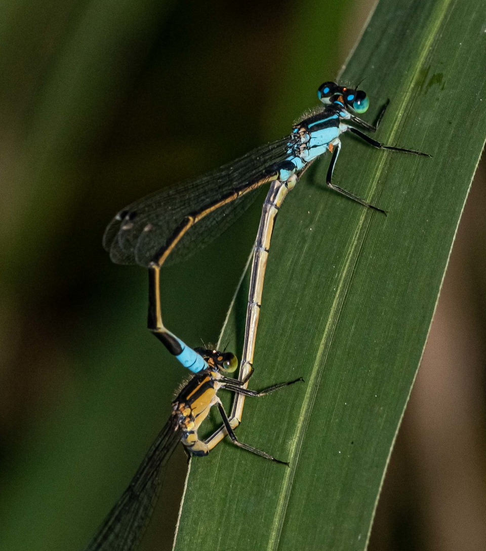 Qwen-Image-3.0:落字成画,字字如印